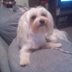 Meet your Posher, Cheryl